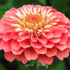 Coral Zinnia – 100 Seeds