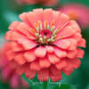 Coral Zinnia – 100 Seeds