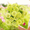Envy Green Zinnia – 25 Seeds