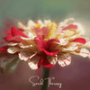 Peppermint Stick Zinnia – 50 Seeds