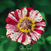 Peppermint Stick Zinnia – 50 Seeds