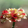 Peppermint Stick Zinnia – 50 Seeds