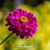 Purple Prince Zinnia – 100 Seeds