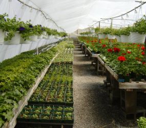 rhodes-greenhouses-garden-center-16
