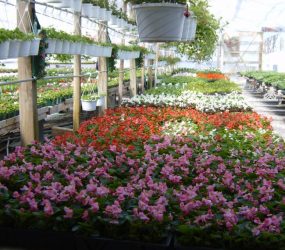 rhodes-greenhouses-garden-center-19