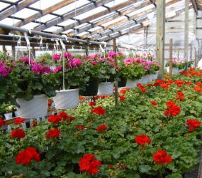 rhodes-greenhouses-garden-center-24