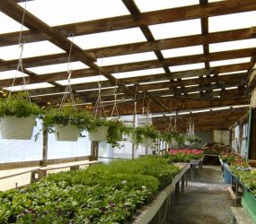 rhodes-greenhouses-garden-center-33