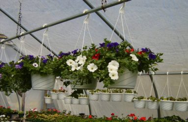 rhodes-greenhouses-garden-center-35
