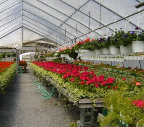 rhodes-greenhouses-garden-center-36