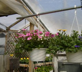 rhodes-greenhouses-garden-center-37