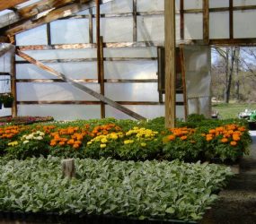 rhodes-greenhouses-garden-center-38