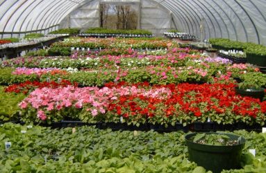 rhodes-greenhouses-garden-center-40