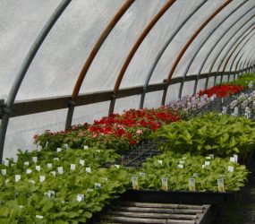 rhodes-greenhouses-garden-center-41