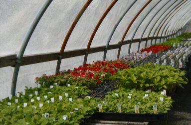 rhodes-greenhouses-garden-center-41