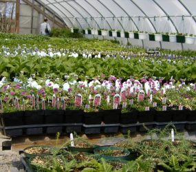 rhodes-greenhouses-garden-center-42