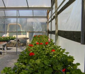rhodes-greenhouses-garden-center-46