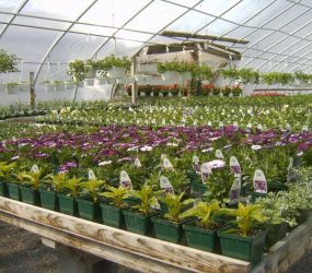 rhodes-greenhouses-garden-center-51